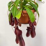 Monkey Jars Nepenthes 14cm pot