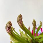 Carnivorous Sarracenia Scarlet Bell Pitcher Plant 8.5cm pot