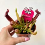 Carnivorous Sarracenia Maroon Pitcher Plant 8.5cm pot