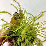 Carnivorous Drosera Capensis Albo 8cm pot