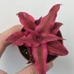 Cryptanthus Earth Star 5.5cm pot - Rubin