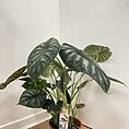 alocasia dragon scale elephant ear plant large 19cm pot