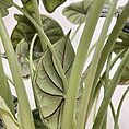 alocasia dragon scale elephant ear plant large 19cm pot