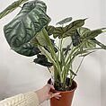 alocasia dragon scale elephant ear plant large 19cm pot