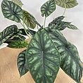 alocasia dragon scale elephant ear plant large 19cm pot
