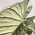 alocasia dragon scale elephant ear plant large 19cm pot
