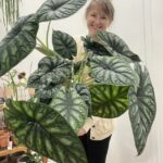 Alocasia Dragon Scale Elephant Ear Plant LARGE 19cm pot