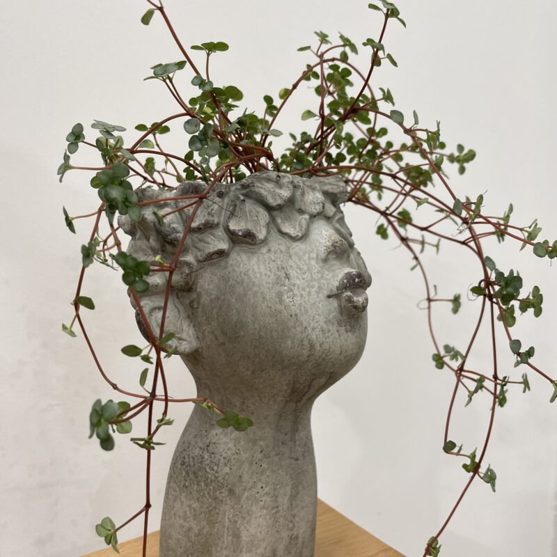 alocasia dragon scale elephant ear plant large 19cm pot alocasia dragon scale elephant ear plant large 19cm pot