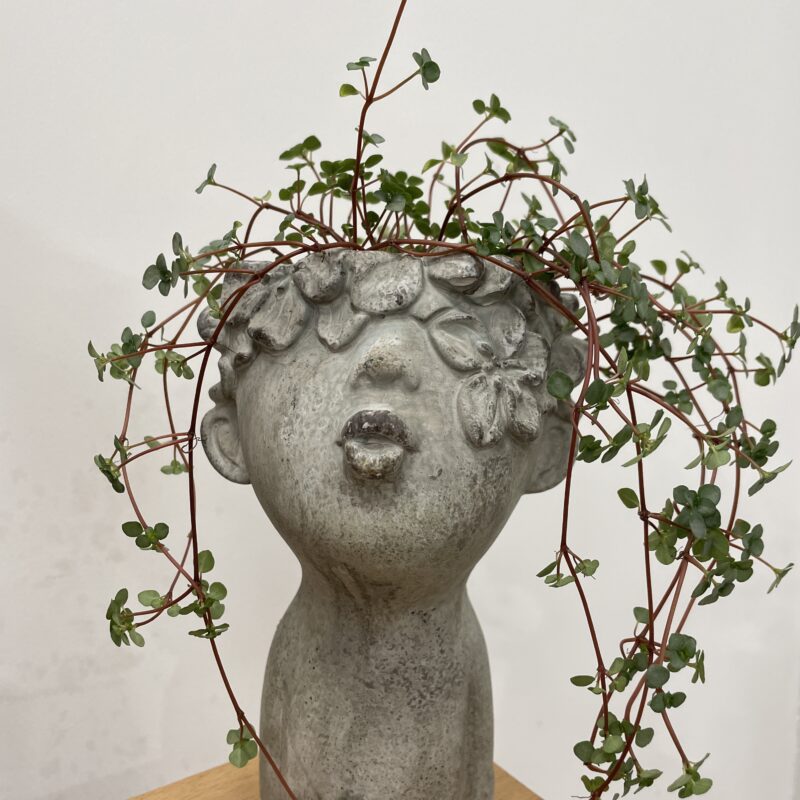 alocasia dragon scale elephant ear plant large 19cm pot alocasia dragon scale elephant ear plant large 19cm pot