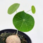 Stephania Erecta 9cm pot