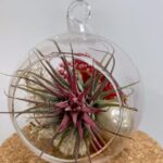 Tillandsia Lonantha Red Air Plant