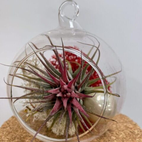 tillandsia lonantha red air plant