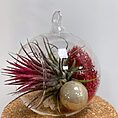 tillandsia lonantha red air plant