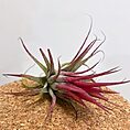 tillandsia lonantha red air plant