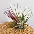 tillandsia lonantha red air plant