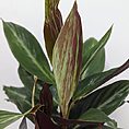 stromanthe