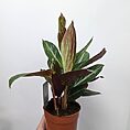 stromanthe 4