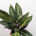 Calathea Stromanthe 12cm pot