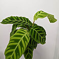 zebrina 4