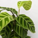 Calathea Zebrina 12cm pot