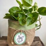 Basket Planter Green 15cm