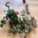 Philodendron Micans Velvet Heart 14cm pot