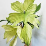 Philodendron Florida Ghost Fresh Cutting