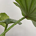 IMG_0468