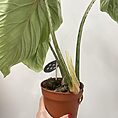 IMG_0476