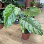Philodendron Mamei Large Leaves 15cm pot