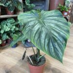 Philodendron Plowmanii Large Leaves 15cm pot