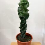 Cereus Forbesii Spiralis Cactus 17cm pot