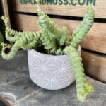 Crassula Marnieriana Hottentot Jade Necklace 9cm pot