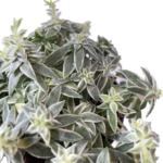 Sedum Lineare Variegated Succulent 8cm pot
