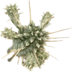 Euphorbia Mammillaris Variegata Succulent 5cm pot
