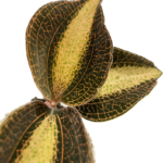 Macodes x Petola Pearl Jewel Orchid 7cm pot