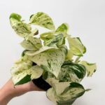 Epipremnum Aureum Manjula Happy Leaf Pothos 12cm pot