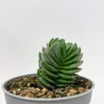 Crassula Buddhas Temple 6cm pot