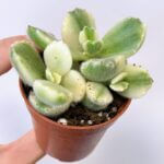 Bear Paw Plant | Cotyledon Ladysmithiensis Variegata | 5cm Pot