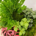 Handmade Terrarium Nerve Plant and Spike Moss COLLECTION ONLY