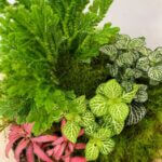 Handmade Terrarium Nerve Plant and Spike Moss COLLECTION ONLY