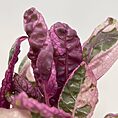 IMG_9487
