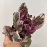 Hemigraphis Snow White Waffle Plant 8.5cm pot