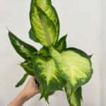 Dieffenbachia Camilla Leopard Lily 12cm pot