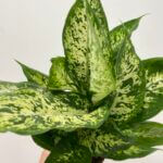 Dieffenbachia Compacta Leopard Lily 12cm pot