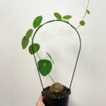 Stephania Erecta 12cm pot