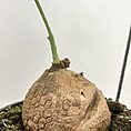 IMG_9520