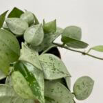 Hoya Krohniana Silver Splash 9cm pot
