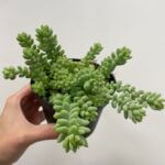 Burros Tail Sedum Burrito 11cm pot