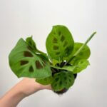 Maranta Leuconeura Kerchoveana Prayer Plant 8.5cm